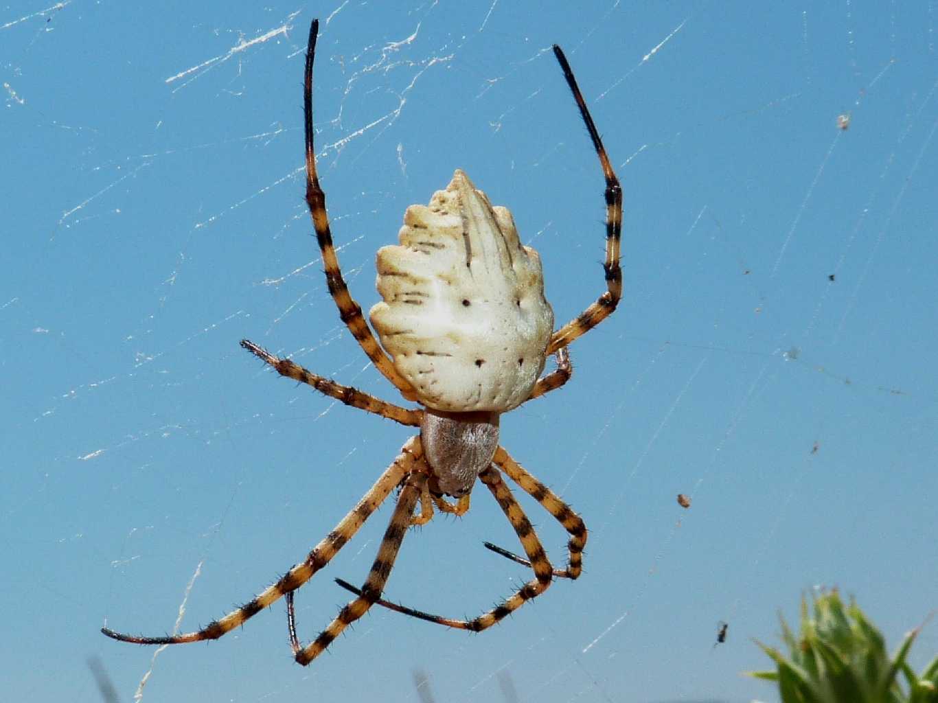 Argiope lobata; pose insolite - S. Teresa Gallura (OT)